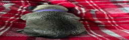 Pug dogs for sale: Beautiful Pug Puppies for Sale - Advert 24