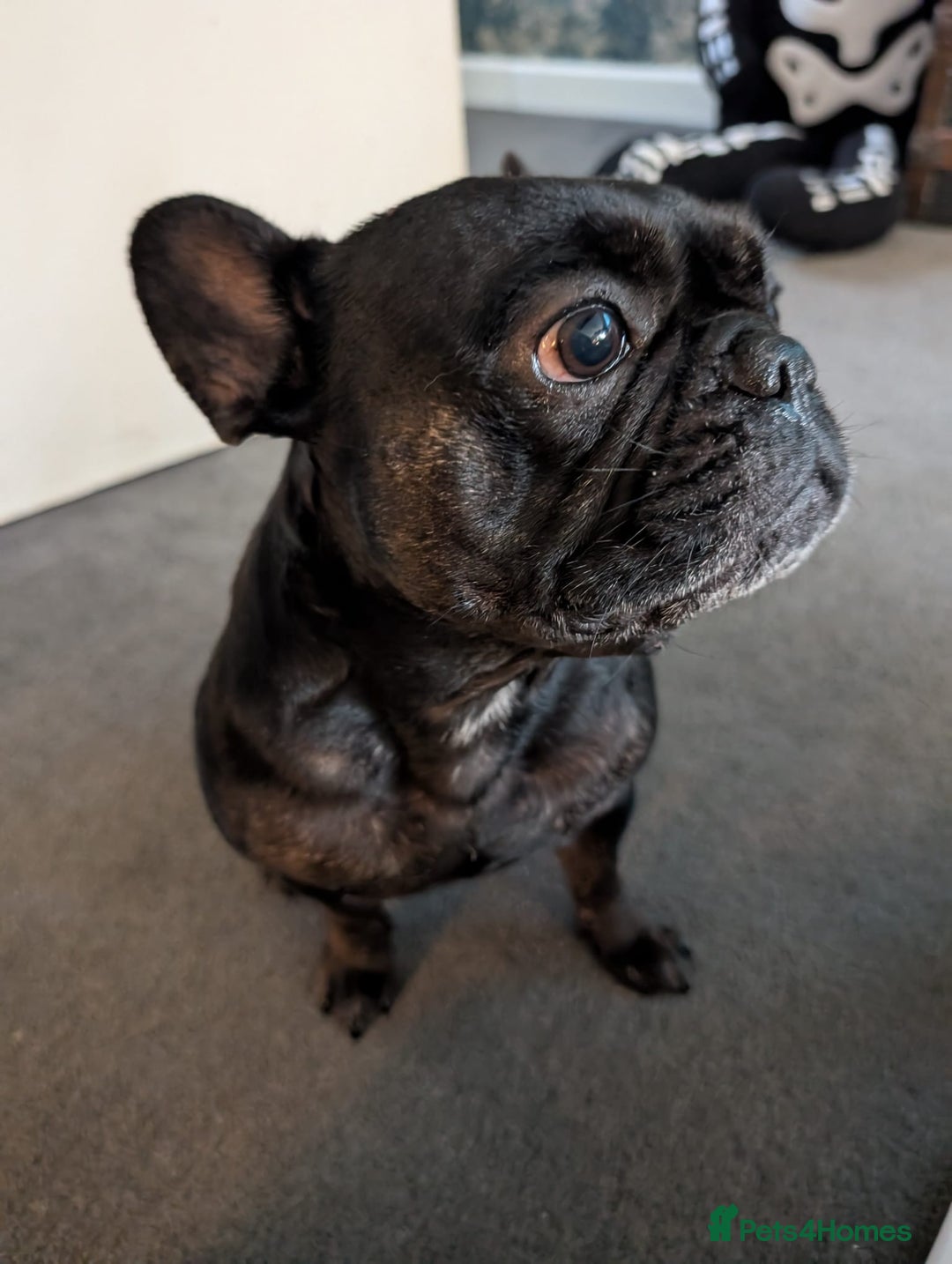 French Bulldog dogs for sale: French Bulldog - Image 2