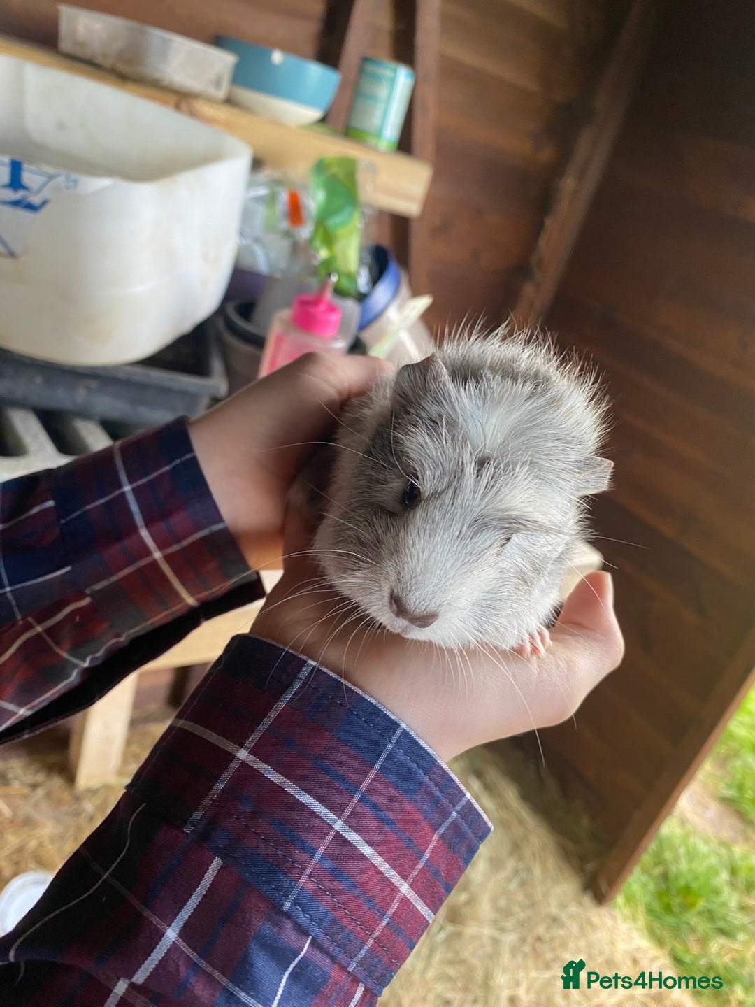 Guinea Pig rodents for sale: Gorgeous Well Handles Sisters  - Advert 4