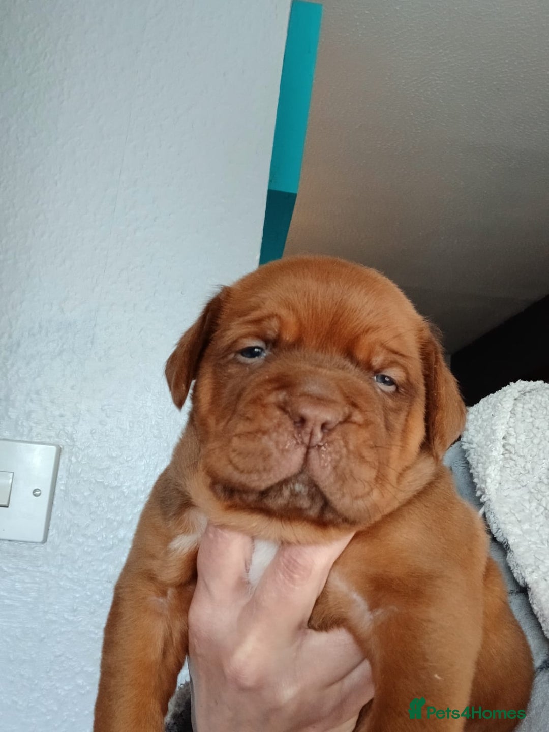Dogue De Bordeaux dogs for sale: Dogue de Bordeaux pups - Advert 4