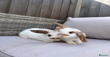 Mini Lop rabbits - Advert 4