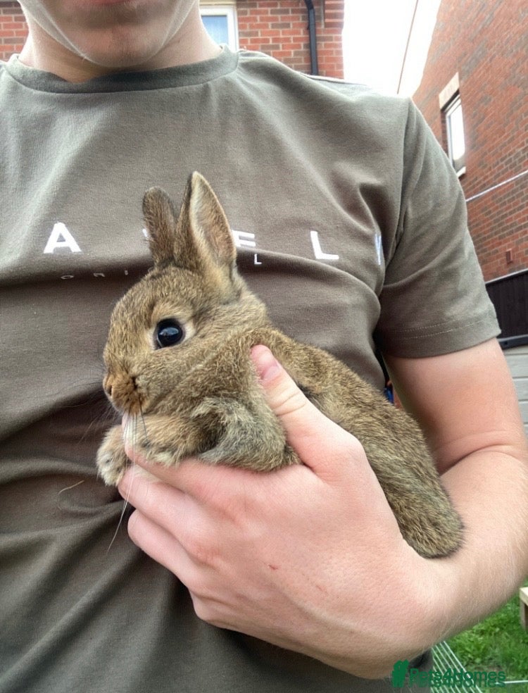 Netherland Dwarf rabbits Last Female Agouti Netherland Dwarf! - Advert 1