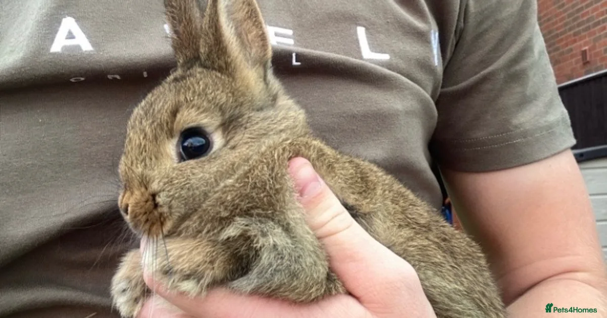 Wise Rabit Netherland Dwarf Rabbits for Sale for sale in Leeds, West Yorkshire ...
