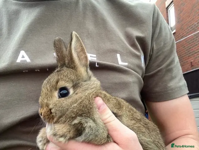 Netherland Dwarf rabbits Last Female Agouti Netherland Dwarf! - Advert 1