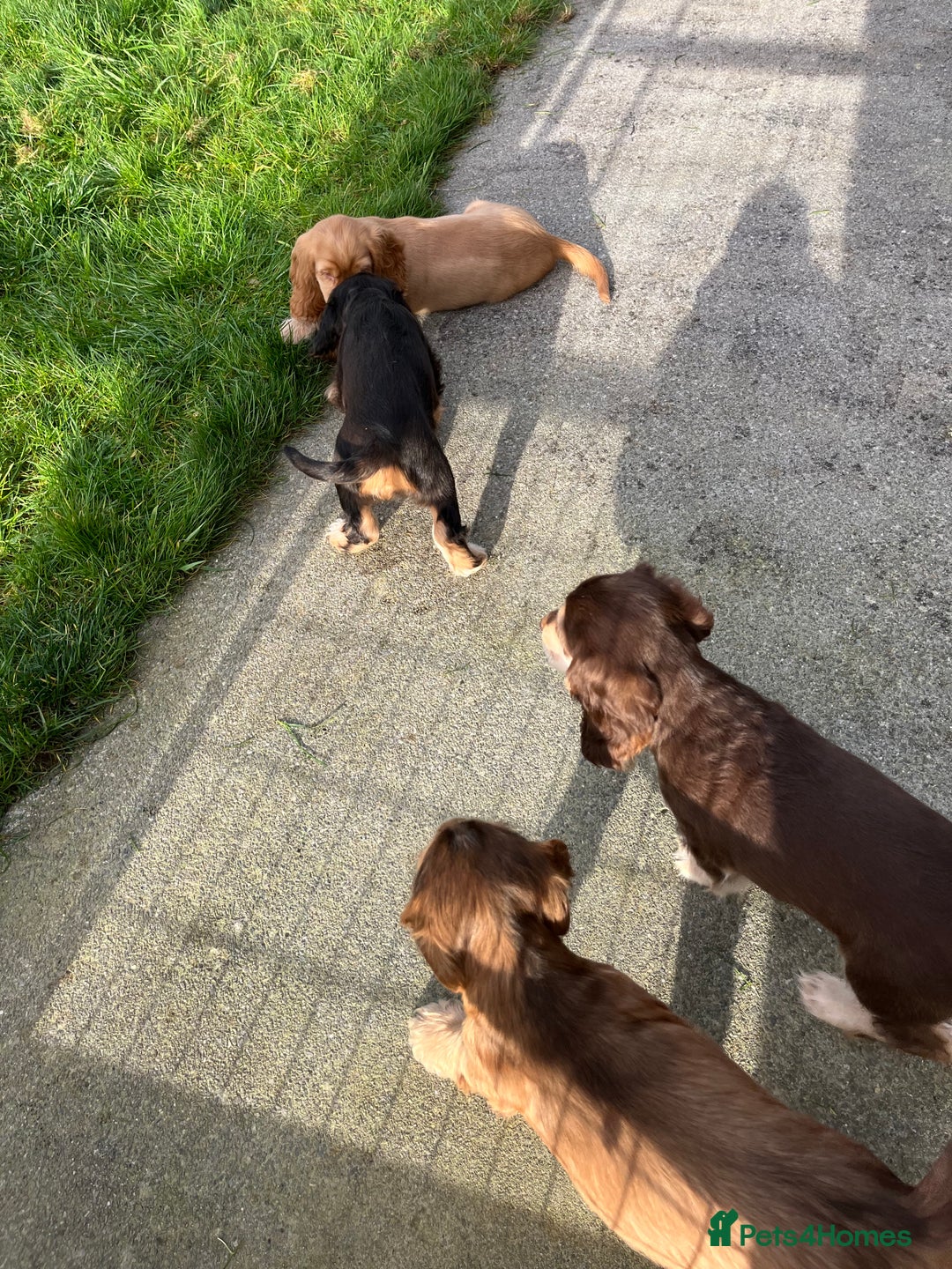 Cocker Spaniel dogs for sale: Health tested KC reg low co eff show type cockers - Advert 20