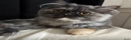 Persian cats for sale: PURE Persian kittens in rare color  - Advert 3