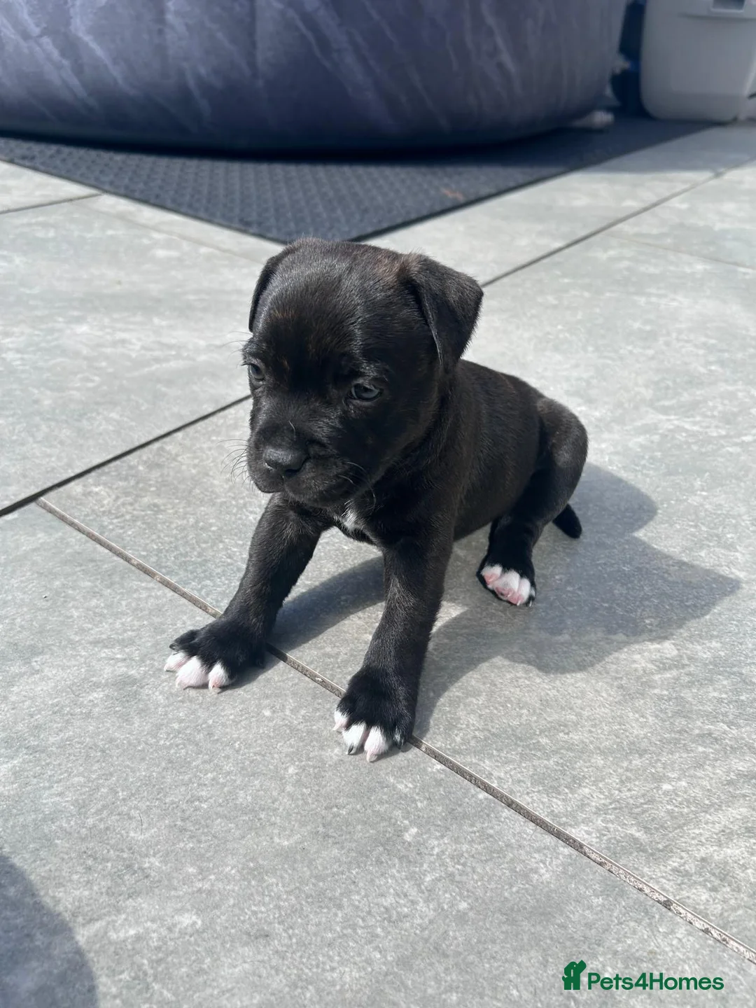 Staffordshire Bull Terrier dogs for sale: Beautiful Staffordshire bull terrier boy - Advert 16