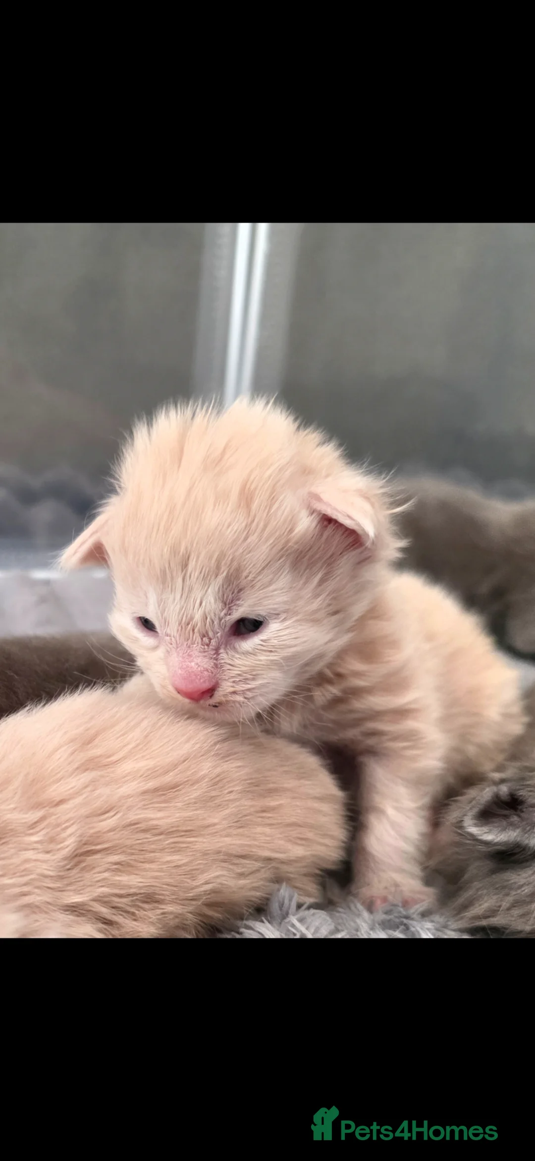 Maine Coon cats for sale: Maine coon pedigree kittens  - Advert 2