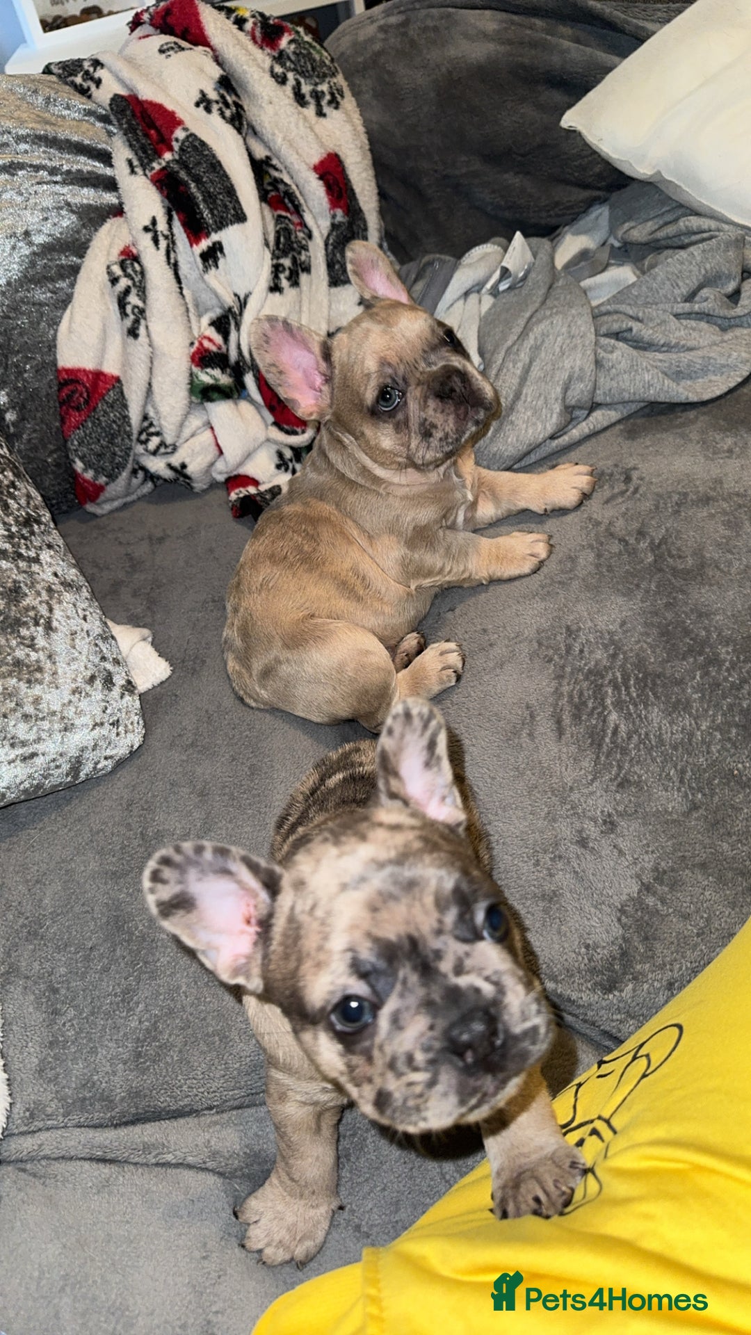 French Bulldog dogs for sale: 2 STUNNING BOY FRENCHIES LEFT…. REDUCED READY NOW in Stoke-on-Trent - Image 24
