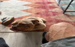 English Bulldog dogs for sale: 4 year old English bulldog - Image 3
