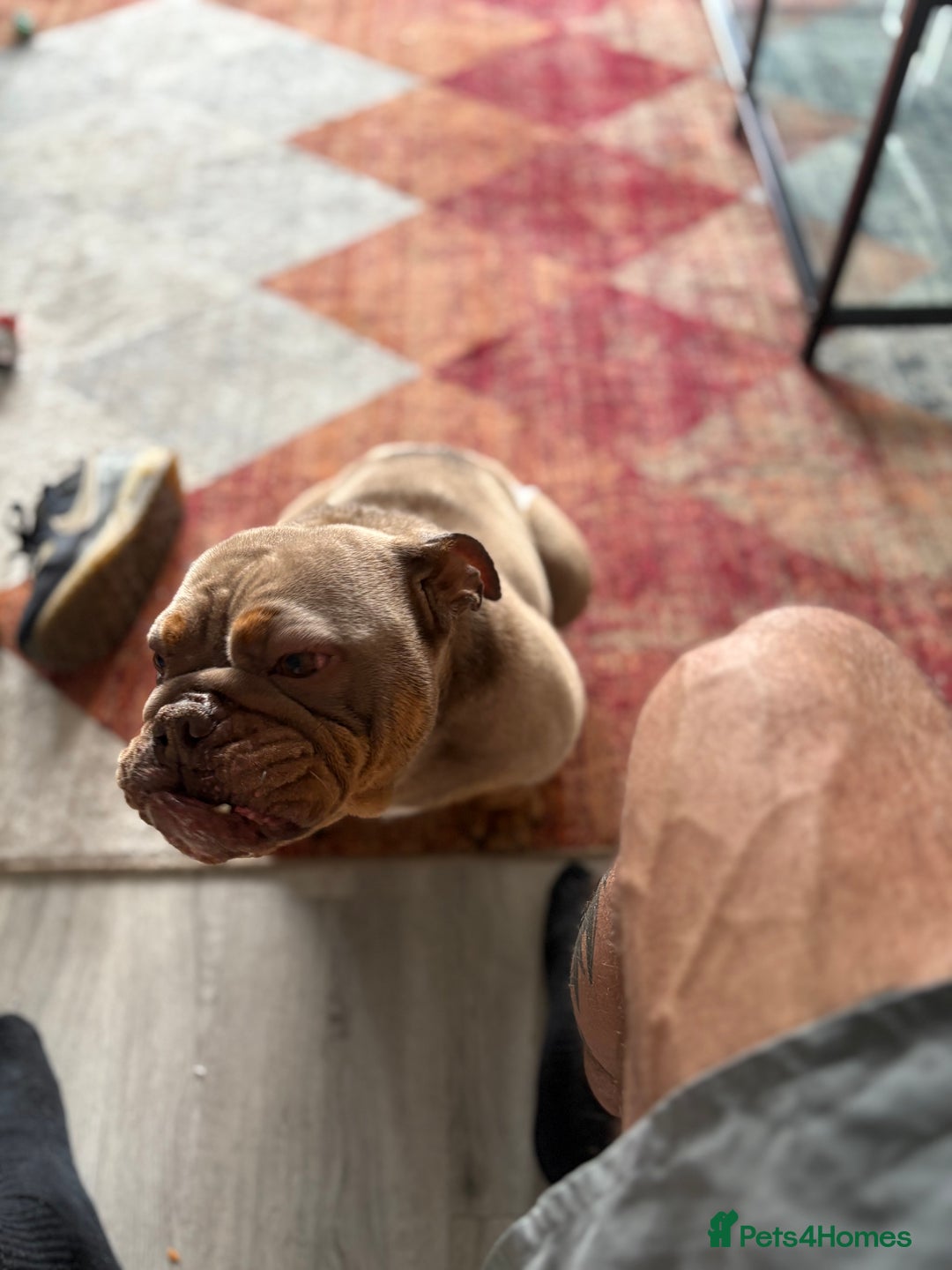 English Bulldog dogs for sale: 4 year old English bulldog - Image 3