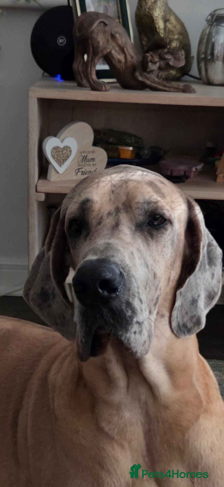 Great Dane dogs Loving big boy - Advert 2