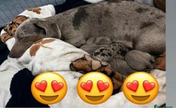 Dachshund dogs for sale: Mini daushnds  - Advert 5