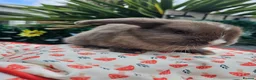 Mini Lop rabbits for sale: Chocolate vm mini lop - Advert 7