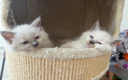 Ragdoll cats for sale: Adorable Pedigree Ragdoll Kittens Available 🐾 - Image 30