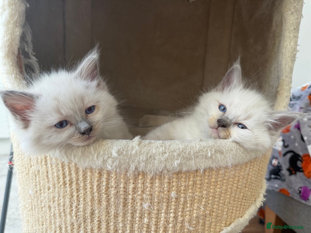 Ragdoll cats for sale: Adorable Pedigree Ragdoll Kittens Available 🐾 - Image 30