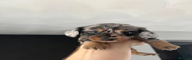 Miniature Dachshund 2