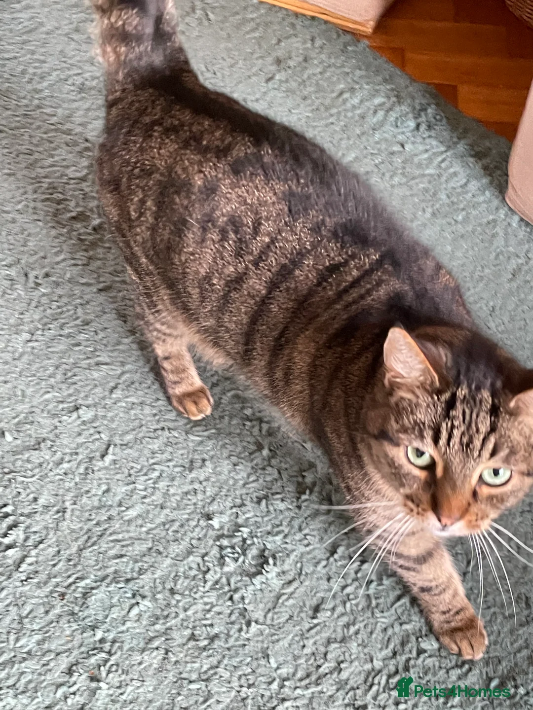 Mixed Breed cats for sale: Beautiful female tabby cat for sale  - Advert 9