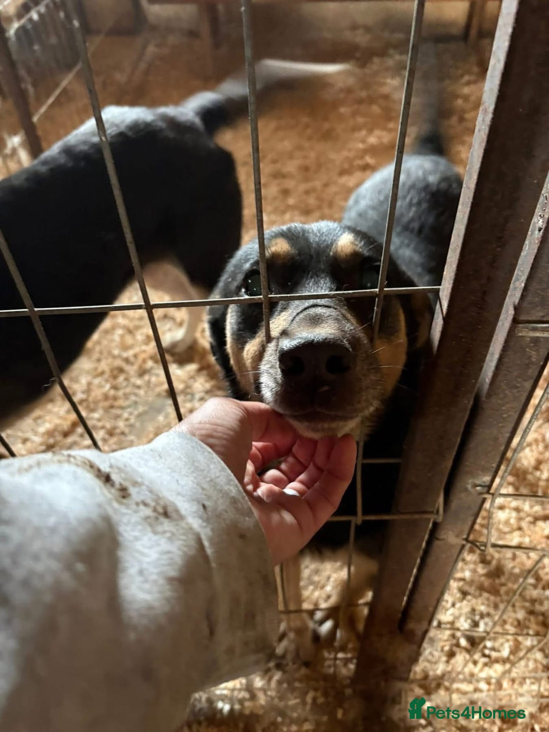 Mixed Breed dogs for adoption: Batman - Norwich Norfolk  - Advert 20