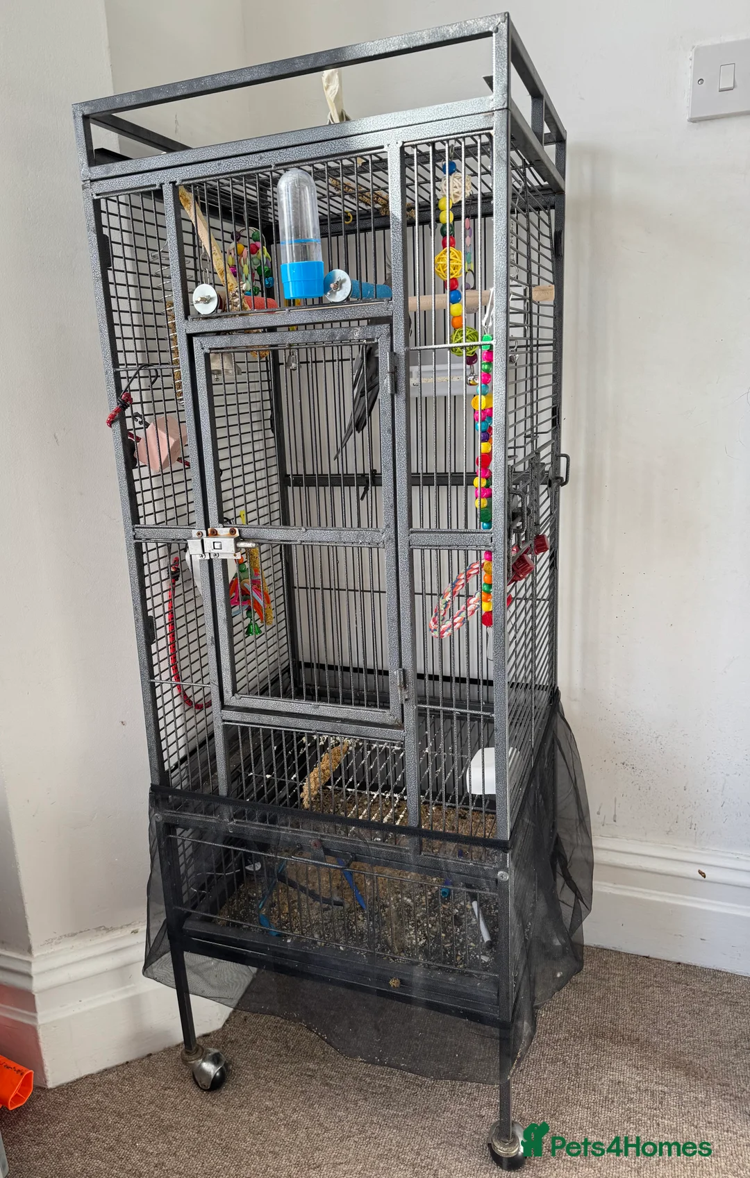 Cockatiels birds for sale: Cockatiel in Bournemouth - Advert 5