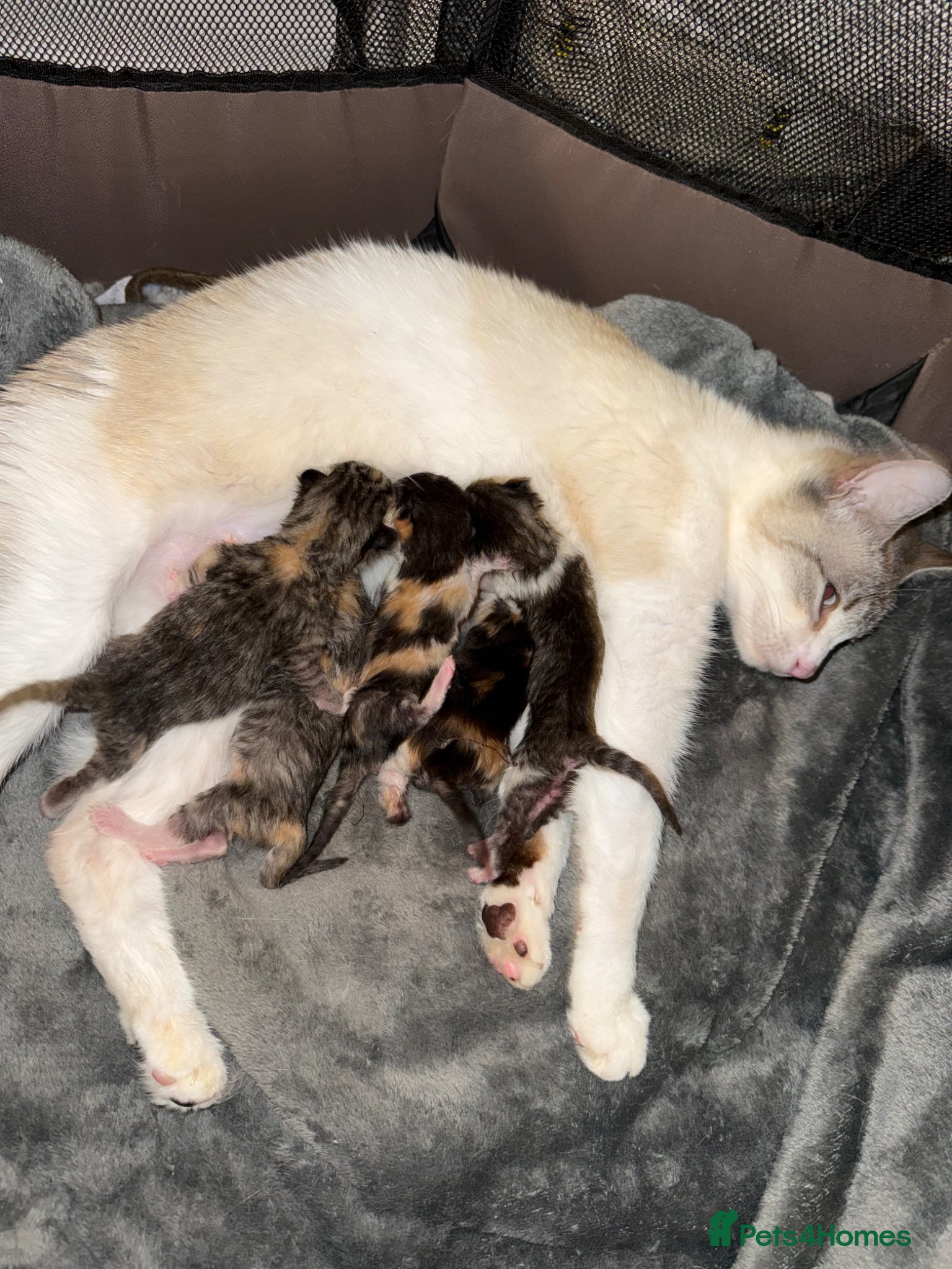 Mixed Breed cats 5 gorgeous kittens - Advert 3