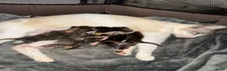 Mixed Breed cats for sale: 5 gorgeous kittens - Advert 1