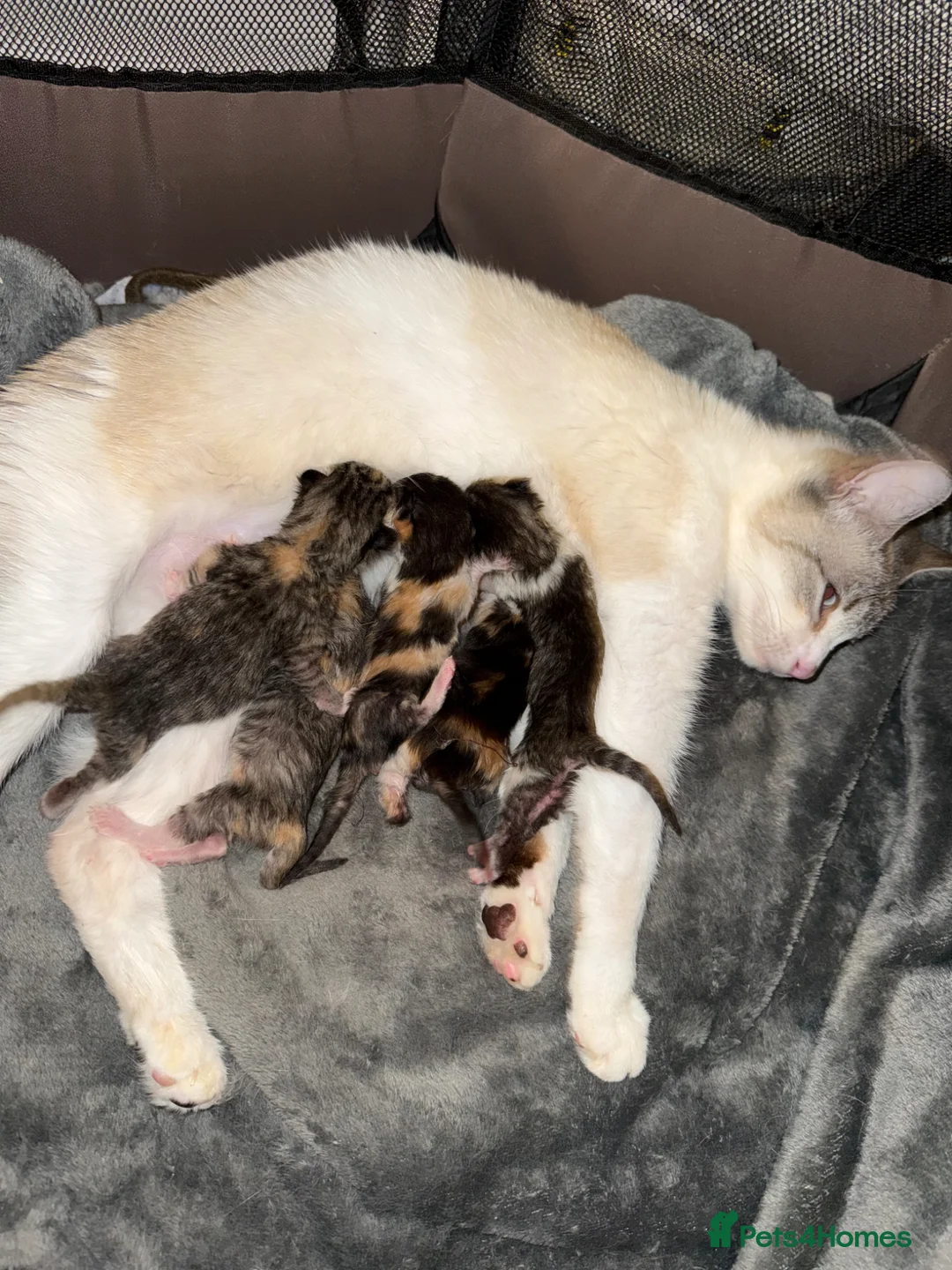 Mixed Breed cats for sale: 5 gorgeous kittens - Advert 1