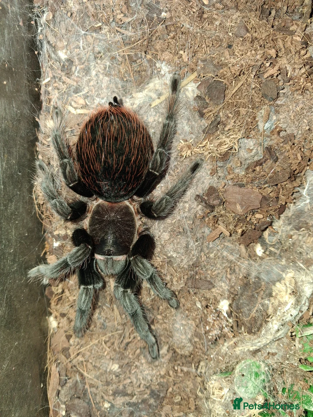 Tarantulas invertebrates for sale: 20 Tarantulas for sale - Advert 4