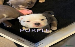 Olde English Bulldogge dogs for sale: Playful OEB Puppies  - Image 9
