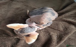 Sphynx cats for sale: 🩷 Sphynx Kitten – Female - Image 4