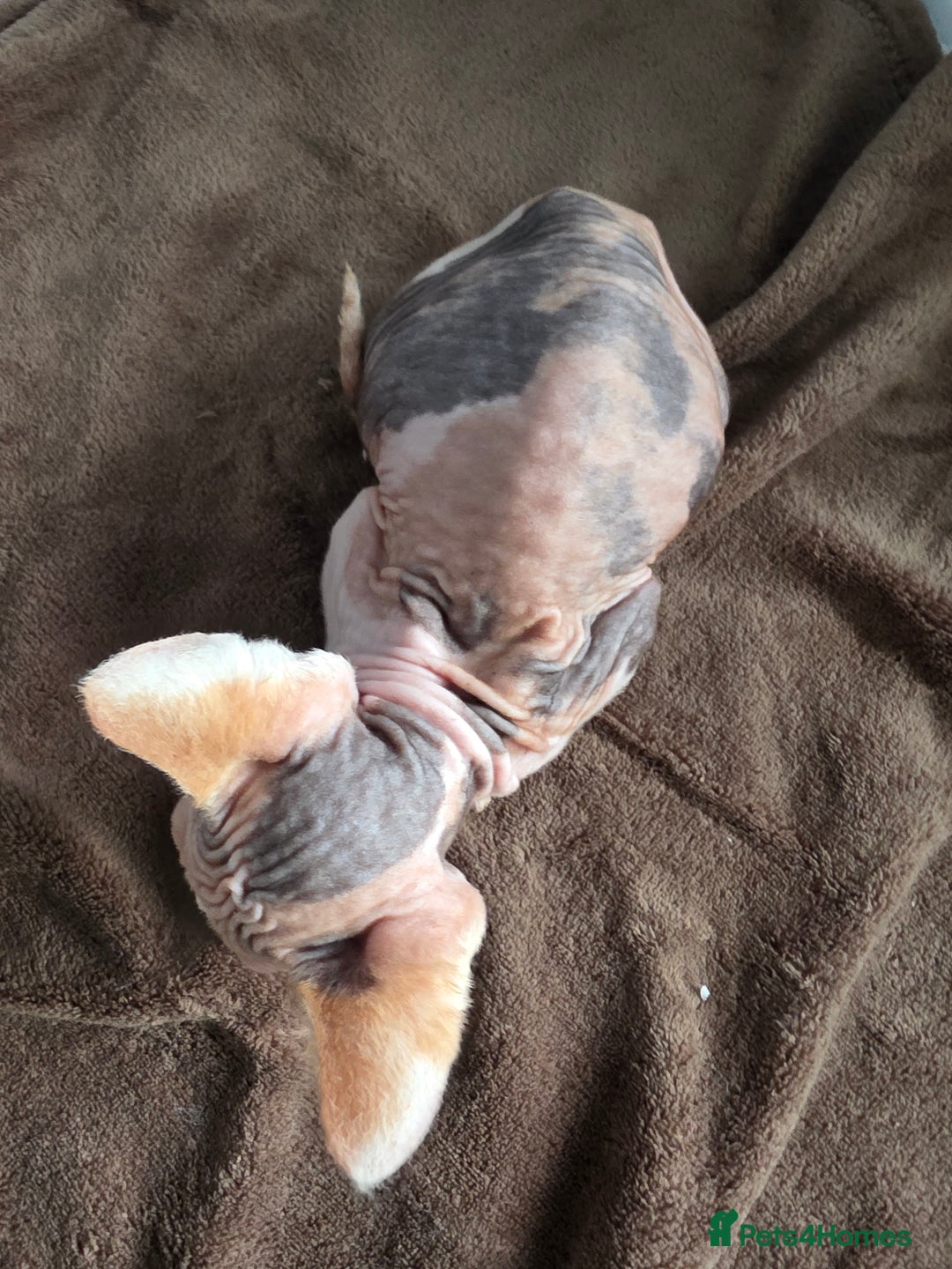 Sphynx cats for sale: 🩷 Sphynx Kitten – Female - Image 4