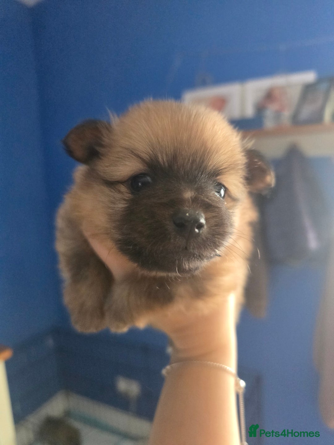 Pomeranian dogs for sale: Pomeranian puppies for sale - Advert 3