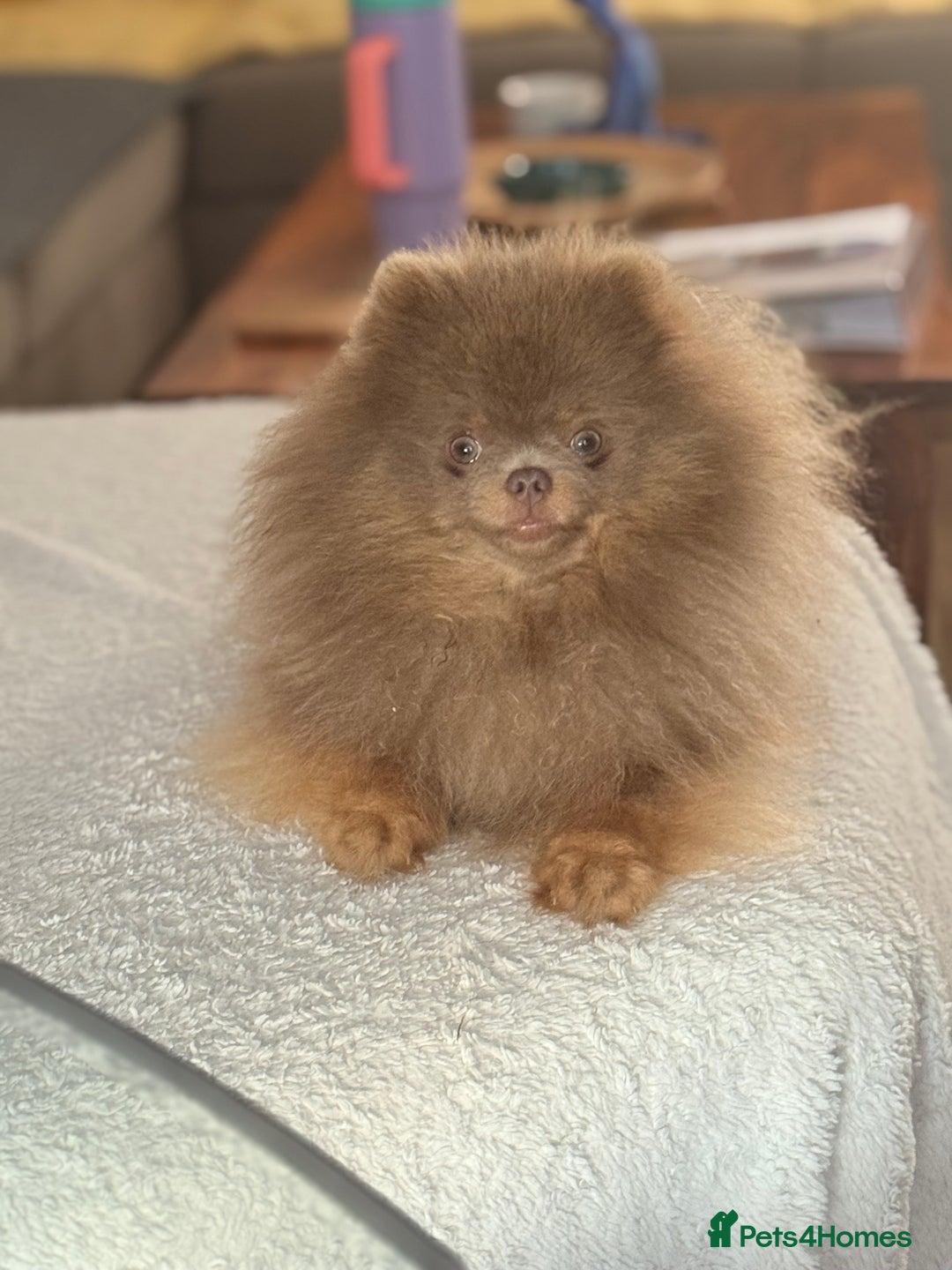 Pomeranian dogs for stud: 🐾✨ ** Lilac Tan Proven Stud Available! ✨🐾 - Image 17