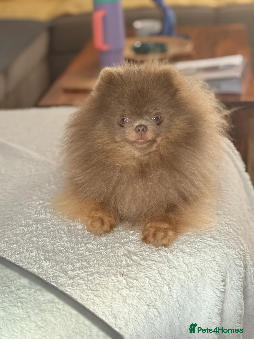 Pomeranian dogs for stud: 🐾✨ ** Lilac Tan Proven Stud Available! ✨🐾 - Advert 17