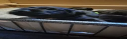 Labrador Retriever dogs for sale: Stunning Working Line Labrador Pups in Rugeley - Advert 3