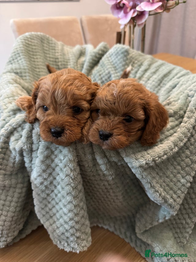 Cavapoo puppies for sale in Swansea | Pets4Homes