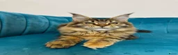 Maine Coon cats for sale: TICA Pedigree Registered Maine Coon Kittens - Advert 24
