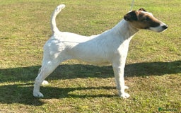 Fox Terrier dogs for sale: Champion Smooth Fox Terrier Bitch to Rehome - Image 1