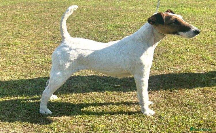 Fox Terrier dogs - Advert 2
