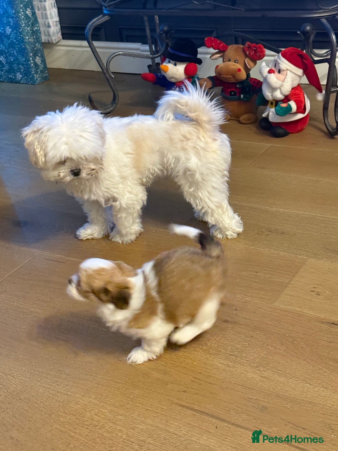 Lhasa Apso dogs for sale: Beautiful Lhasa apso pups - Advert 8