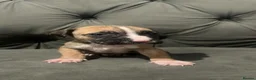 Mixed Breed dogs for sale: Puppy  - Advert 1