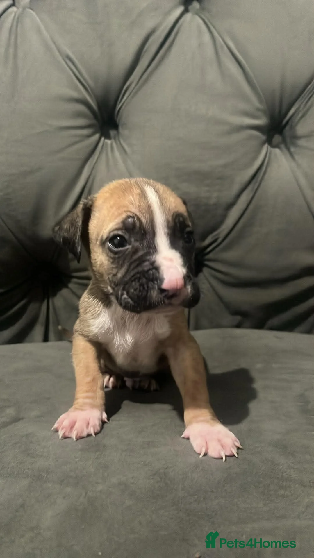 Mixed Breed dogs for sale: Puppy  - Advert 1