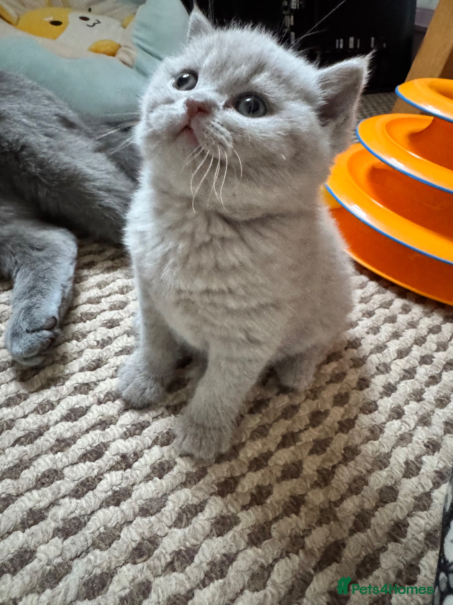 British Shorthair cats British Shorthair kittens GCCF 2 boys 1 girl - Advert 2