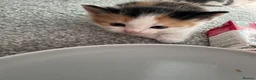 British Longhair cats for sale: Kittens  - Advert 7