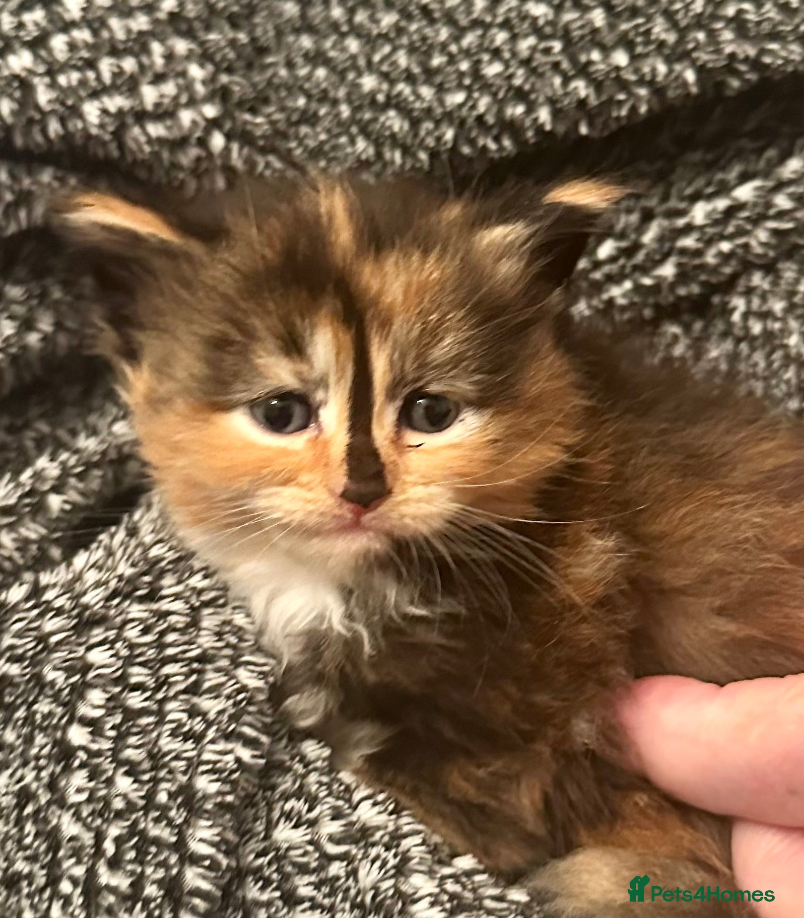 Ragcoon cats Ragdoll x Maine Coons - Advert 3