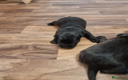 Patterdale Terrier dogs for sale: Patterdale puppies. - Advert 5