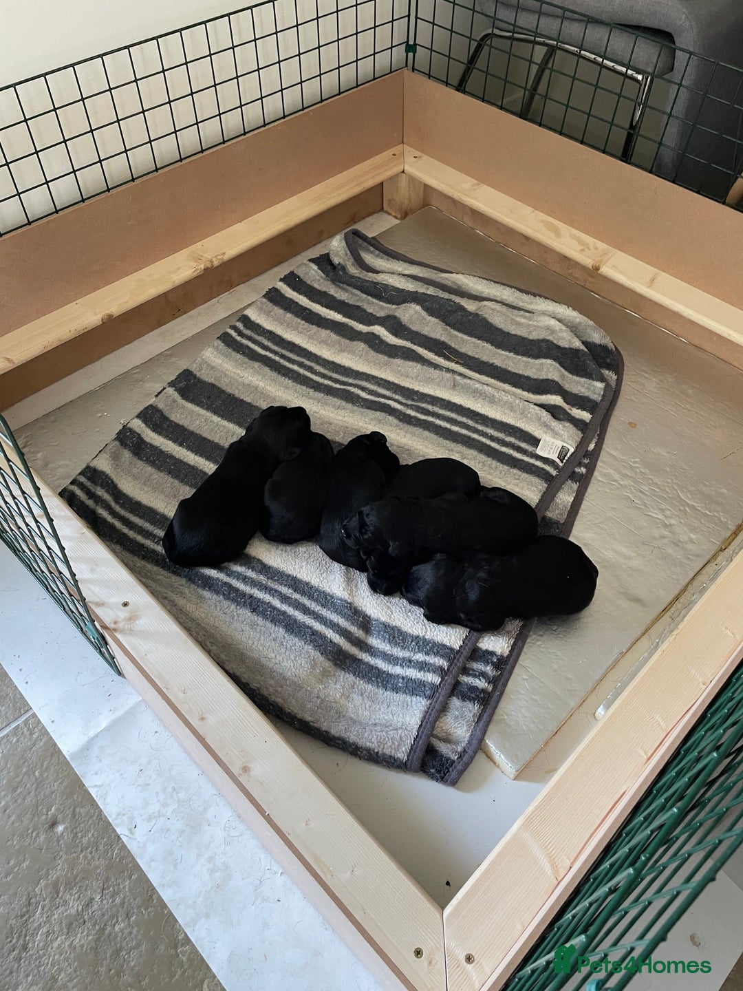 Labradoodle dogs for sale: Labradoodle F1B back to labrador - Image 8