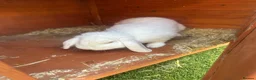 Dwarf Lop rabbits for sale: Snowy jimmy - Advert 2