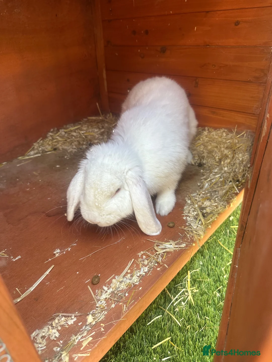 Dwarf Lop rabbits for sale: Snowy jimmy - Advert 2