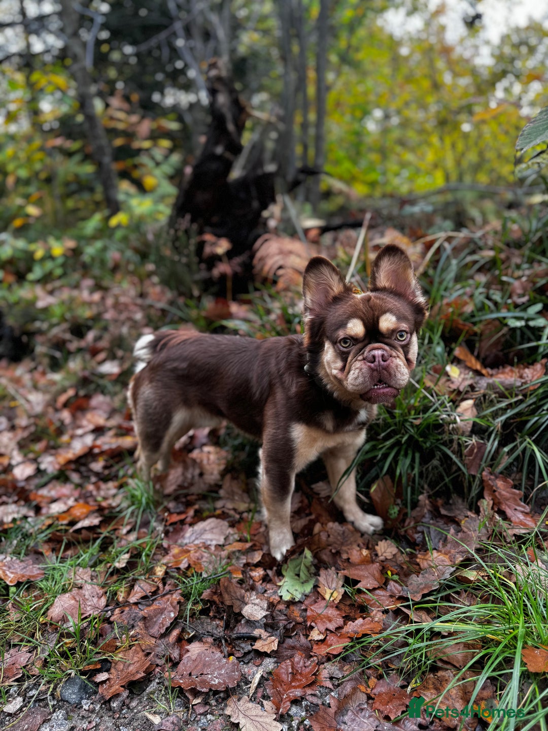 French Bulldog dogs for stud: RFG 0 & FBCE - Koda Bear - Full Fluffy Rojo & Tan - Advert 4